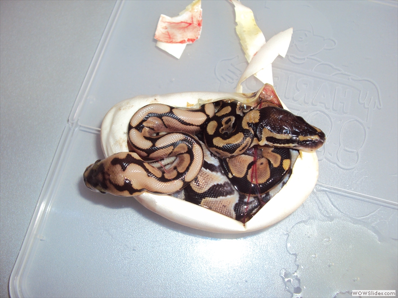 Juvéniles jumeaux Python regius