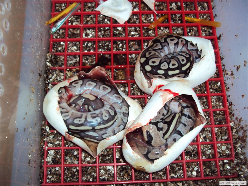 Eclosion Python regius
