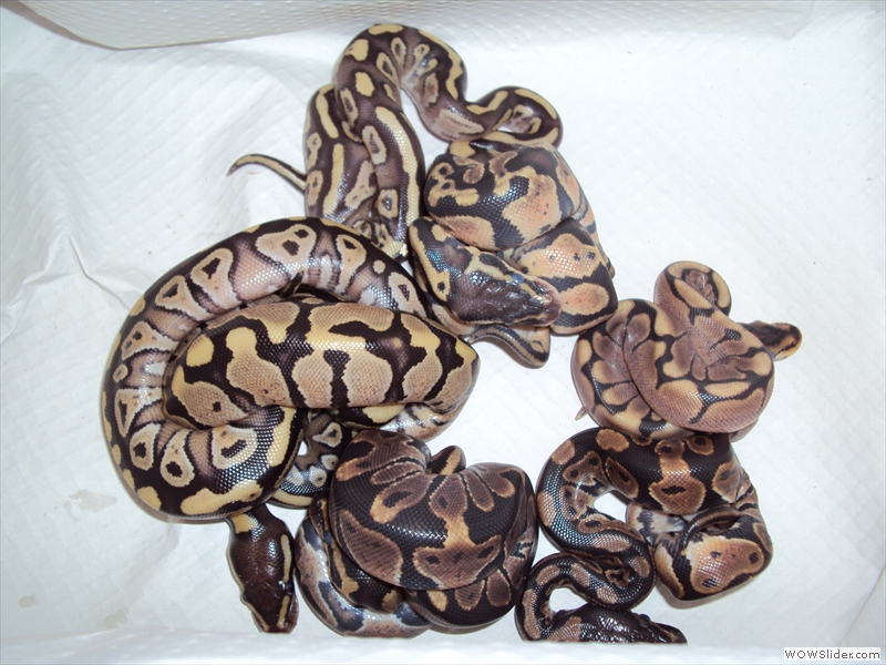 Juvéniles Python regius NC 2016