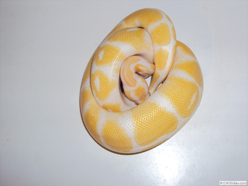 Mâle python regius albi