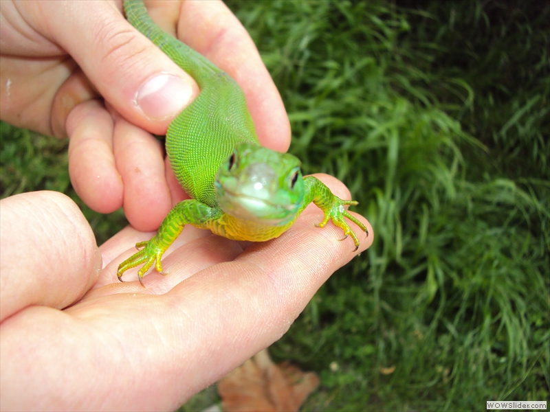 Femelle Lézard vert gravide