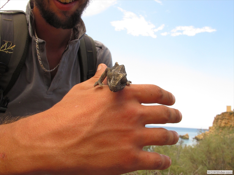 Caméléon commun (Malte 2015)