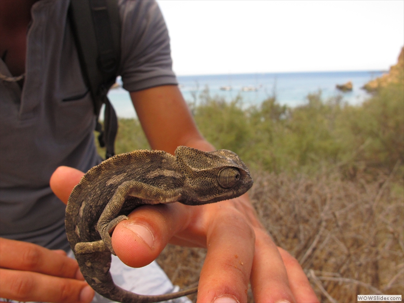 Caméléon commun (Malte 2015)