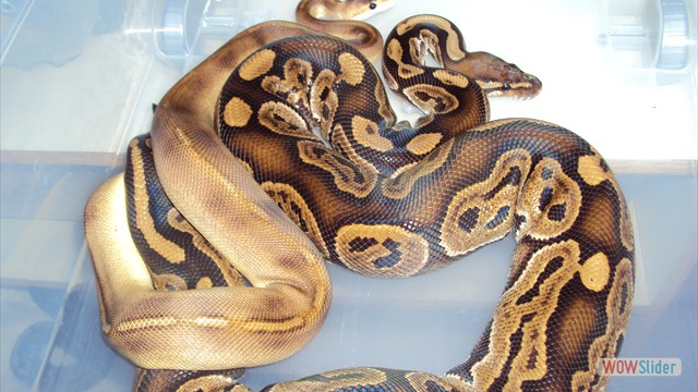 Accouplement python regius Black pastel X Champagne
