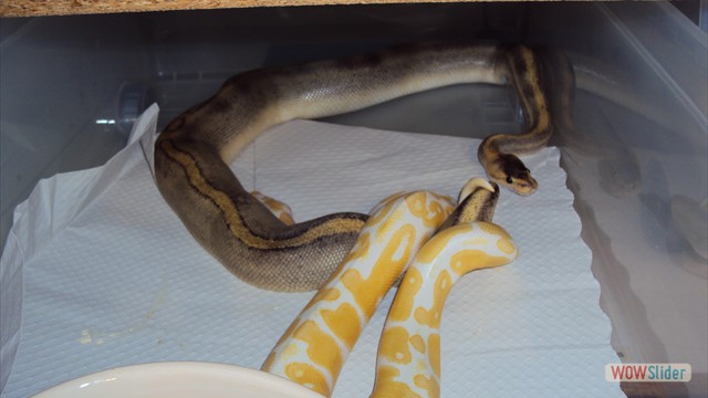 Accouplement python regius Champagne X Albinos
