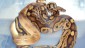 Accouplement python regius Black pastel X Champagne