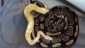 Accouplement python regius Classique X Albinos